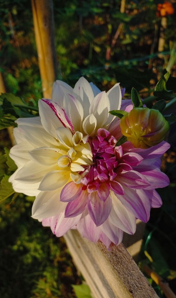 20250718 070103 20250718 070103