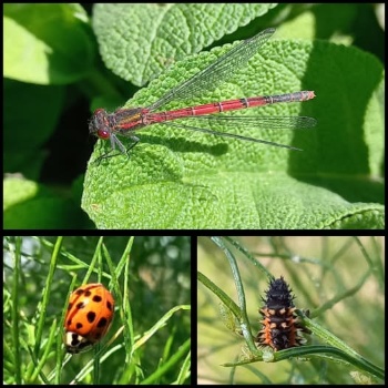 499509680 1204036588186543 549287806767834778 n 499509680 1204036588186543 549287806767834778 n