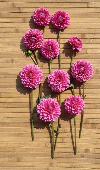 534306435 1273319447924923 6300044180824801071 n 534306435 1273319447924923 6300044180824801071 n