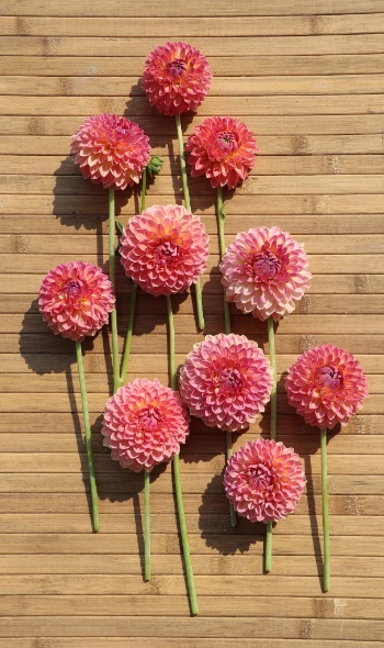 534534605 1273319544591580 8654231936676920025 n