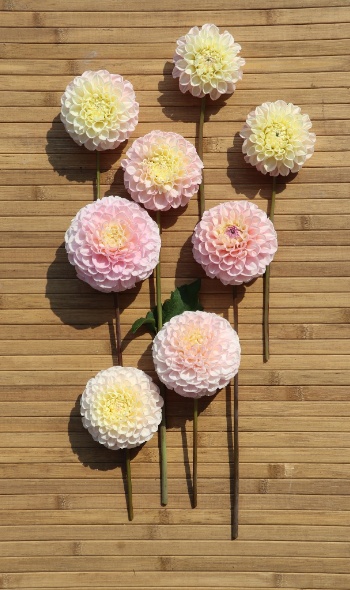 534805409 1273319494591585 3775030604809774903 n