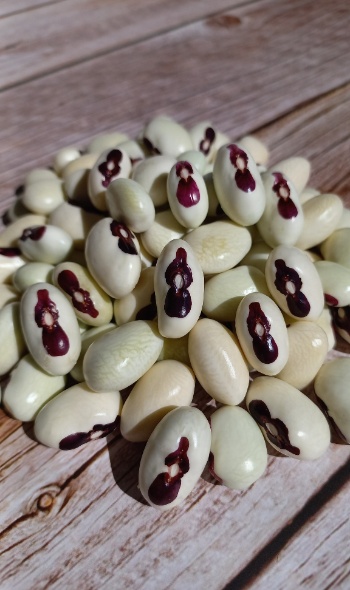 540615872 1284797740110427 2606785555036122630 n 540615872 1284797740110427 2606785555036122630 n