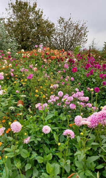 552226782 1303201838270017 5496437466156738675 n