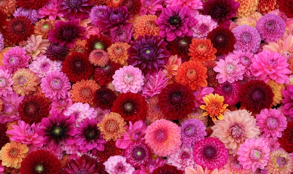 554923308 1306234264633441 4675492839566642879 n