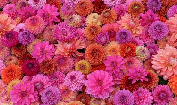 555097159 1305036168086584 7369875195604329744 n 555097159 1305036168086584 7369875195604329744 n