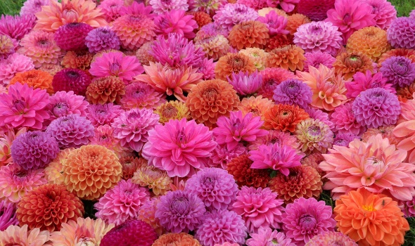 555318206 1305036374753230 497416630007997790 n