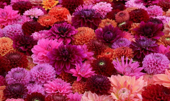 555694429 1306234964633371 6294612882018694948 n