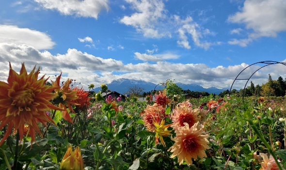 558222751 1313399833916884 7462349732618607426 n